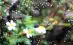 雨600字初中作文通用6篇