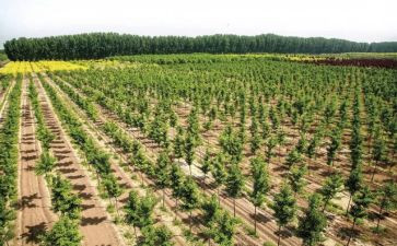 植树造林的教案5篇