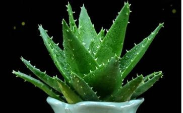 植物系作文最新6篇