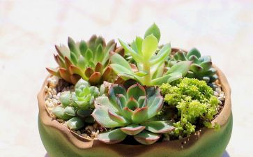 做我的植物朋友的作文精选6篇