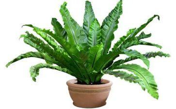 参观植物园的作文7篇