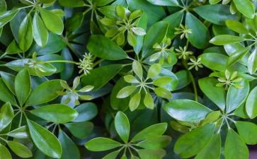 调查植物的调查报告6篇