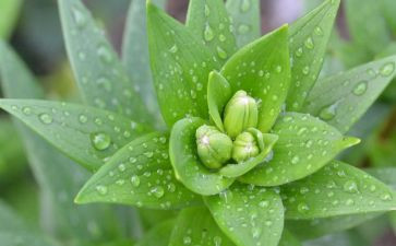 介绍植物作文6篇