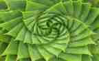植物系作文推荐7篇