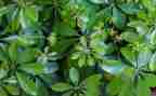 调查植物的调查报告6篇
