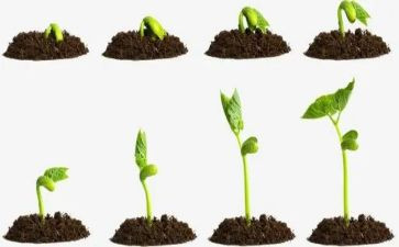 种子课1.0读后感6篇