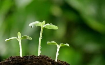 俺的种子读后感精选7篇