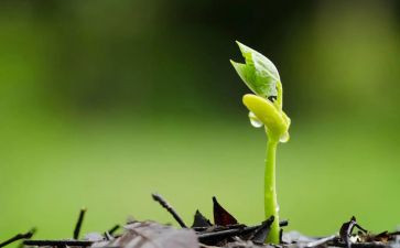 种一颗种子作文参考6篇