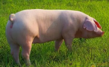 画小猪的教案通用6篇