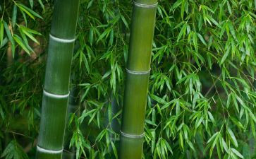 借竹子喻人的作文6篇