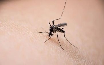 狮子和蚊子读后感8篇