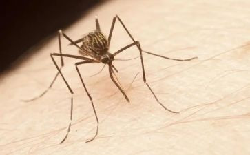 狮子和蚊子读后感6篇